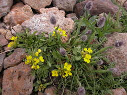 Image of Erysimum gelidum Bunge