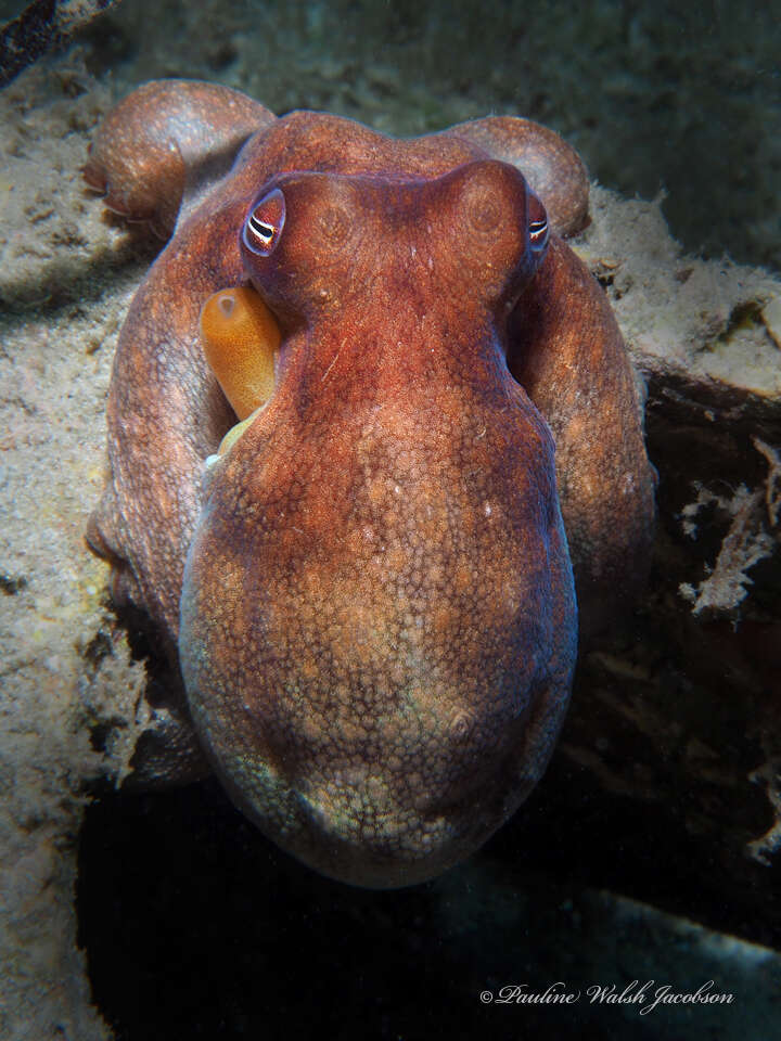 Image of Octopus americanus Froriep 1806