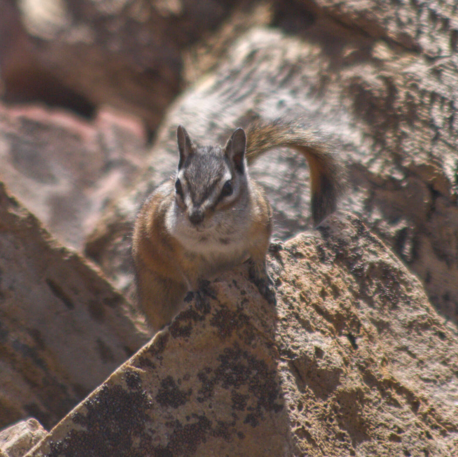 Image of Panamint Chipmunk