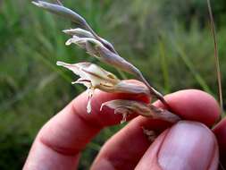 Imagem de Gladiolus permeabilis subsp. edulis (Burch. ex Ker Gawl.) Oberm.