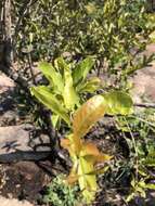 Image of Red bushwillow