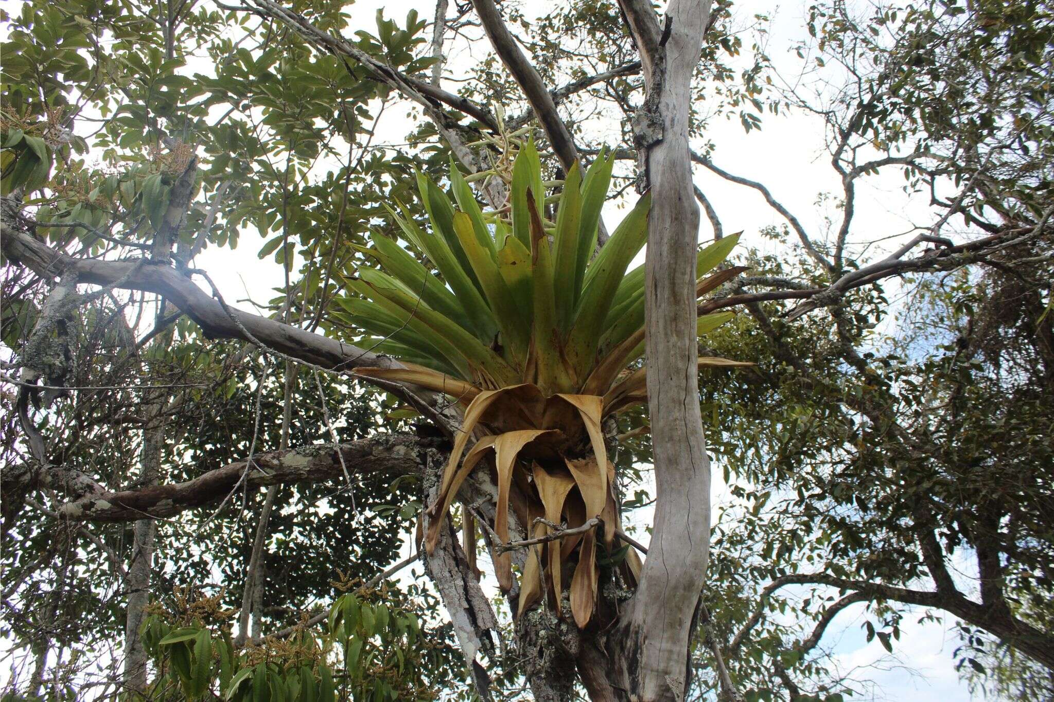 Image of Tillandsia fendleri Griseb.