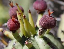 Слика од Euphorbia nesemannii R. A. Dyer