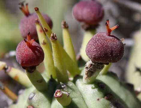 Слика од Euphorbia nesemannii R. A. Dyer