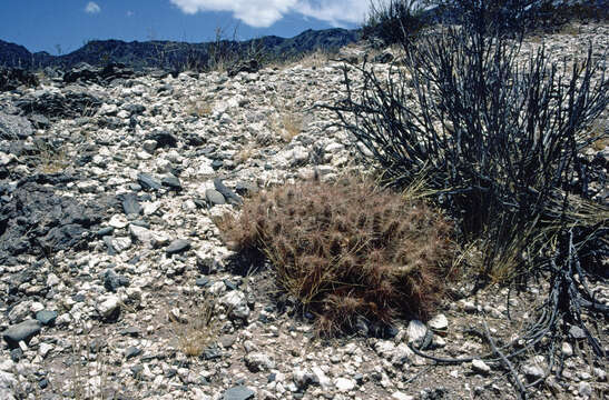 Image of Tephrocactus weberi (Speg.) Backeb.