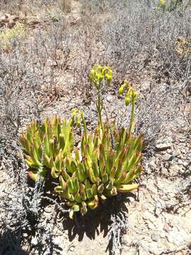 Image of Cotyledon campanulata Marloth