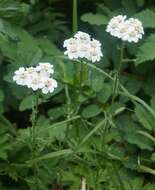 Image of Achillea ledebourii Heimerl