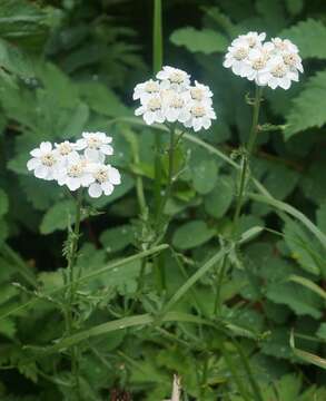 Слика од Achillea ledebourii Heimerl