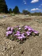 Image of Ramshaw Meadows Sand Verbena