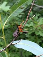 Image of Tmetogaster nubilipennis (Haldeman 1846)