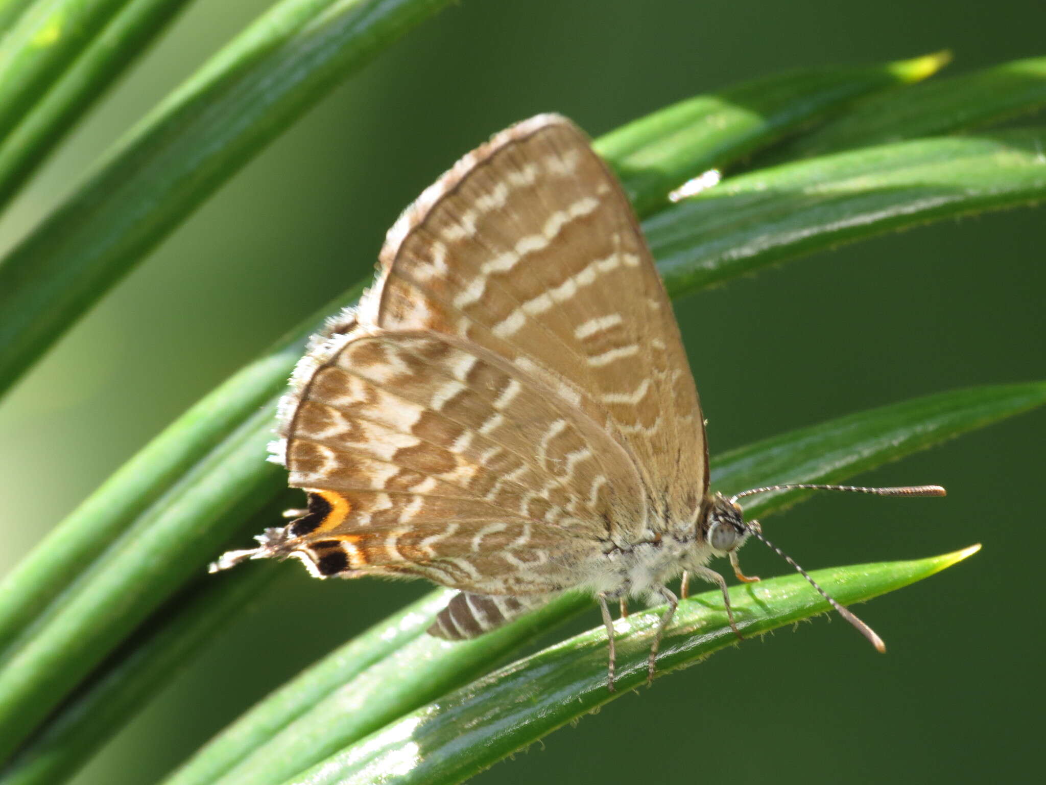 Image of Theclinesthes onycha (Hewitson 1865)