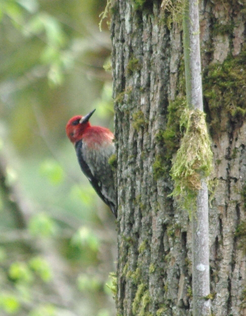 Image of Sapsucker