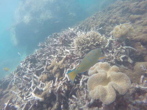 Image of Blue Trim Parrotfish