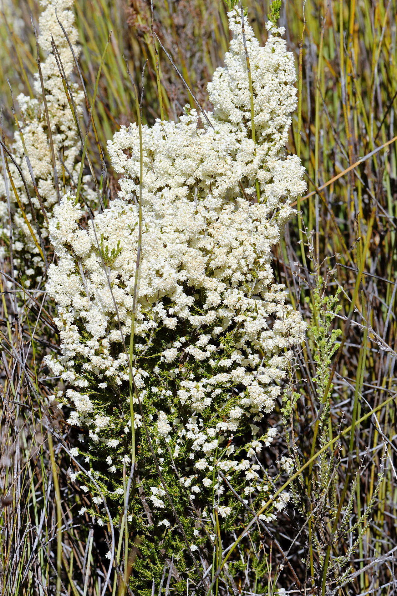 Image of Erica leucanthera L. fil.