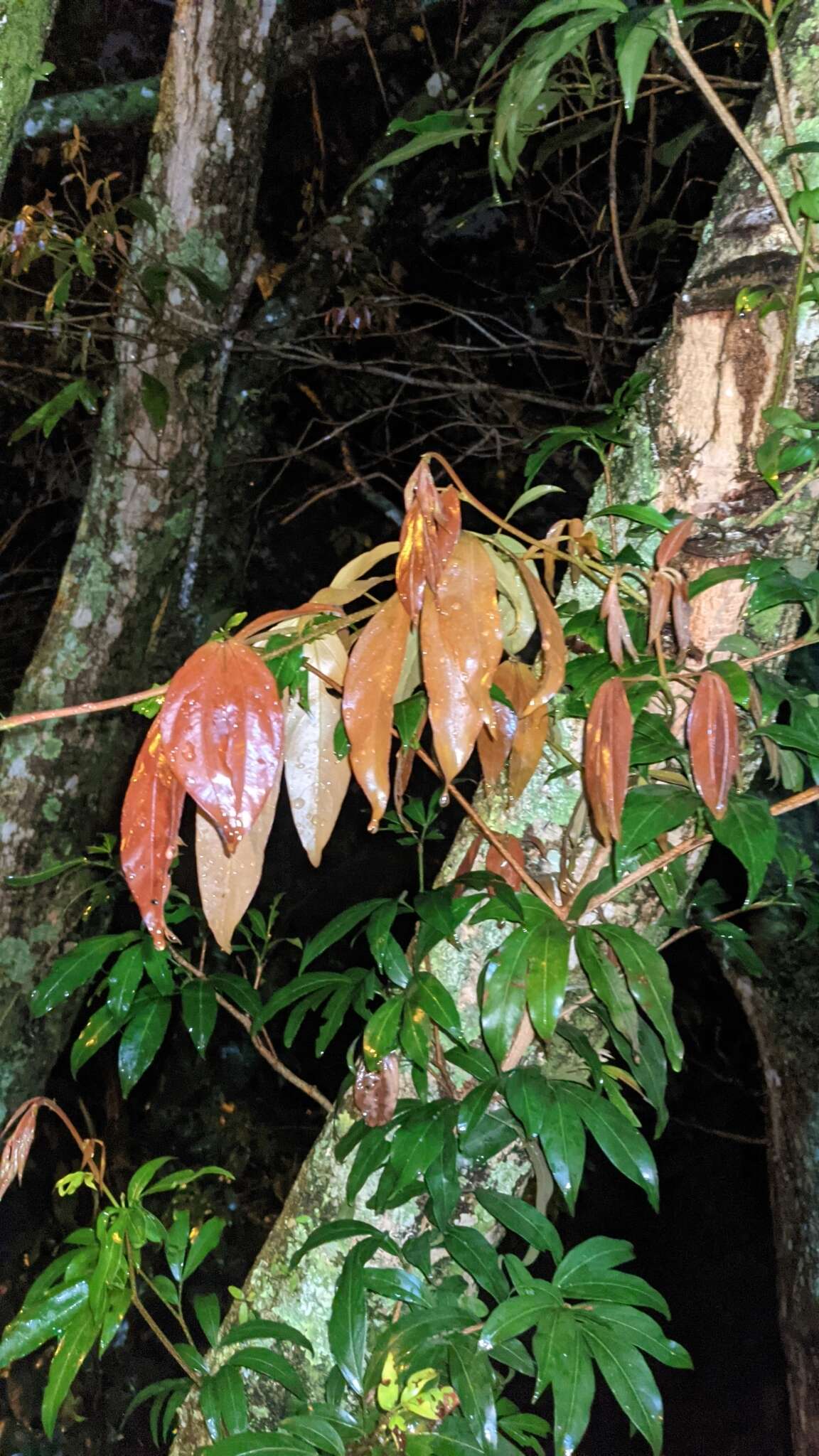 Image of Zygia longifolia (Willd.) Britton & Rose