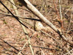 Image of Resseliella clavula (Beutenmuller 1892)