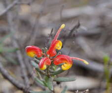 صورة Grevillea alpina Lindl.