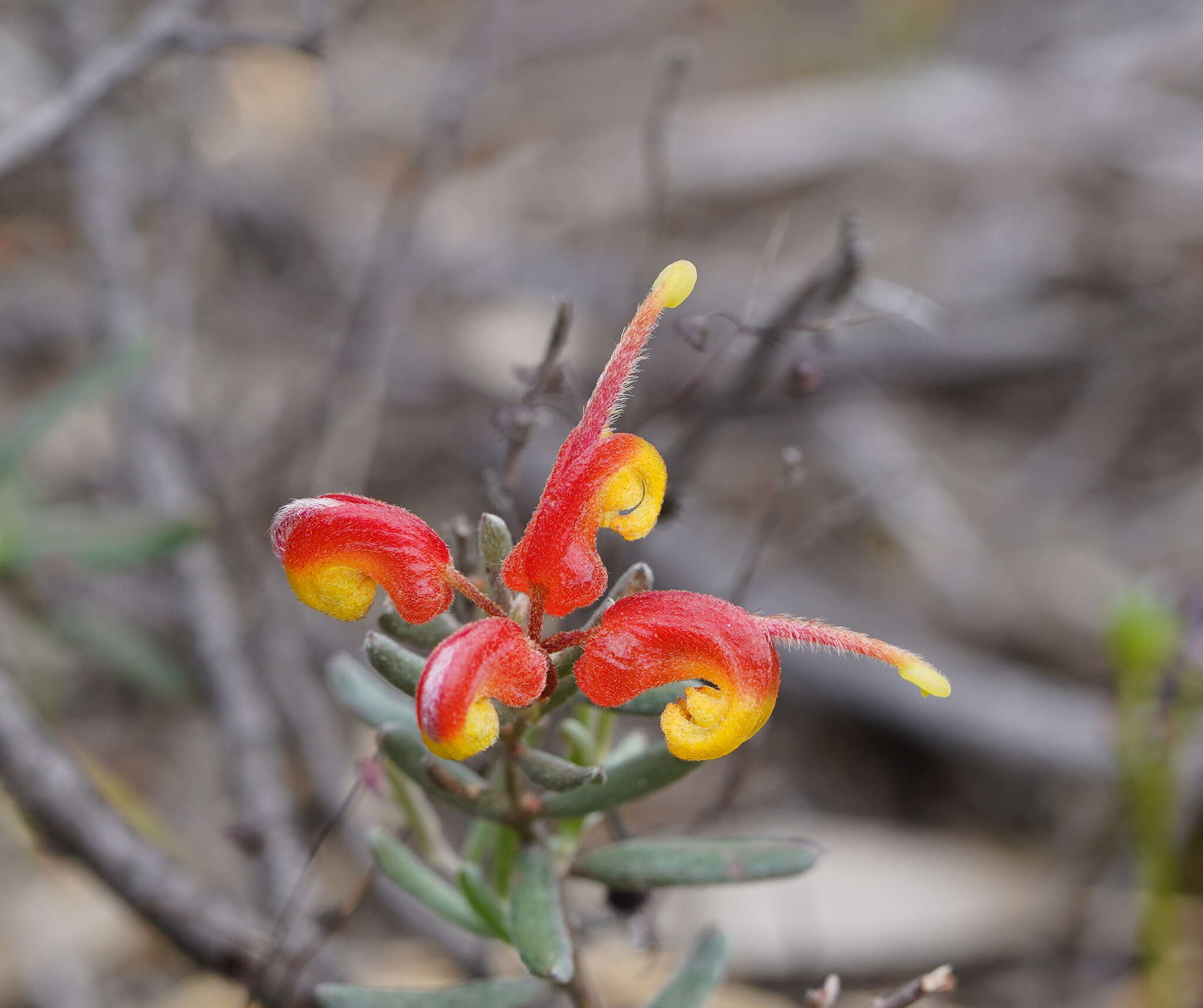 صورة Grevillea alpina Lindl.