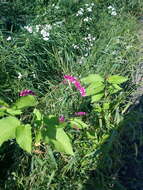 Persicaria orientalis (L.) Spach resmi