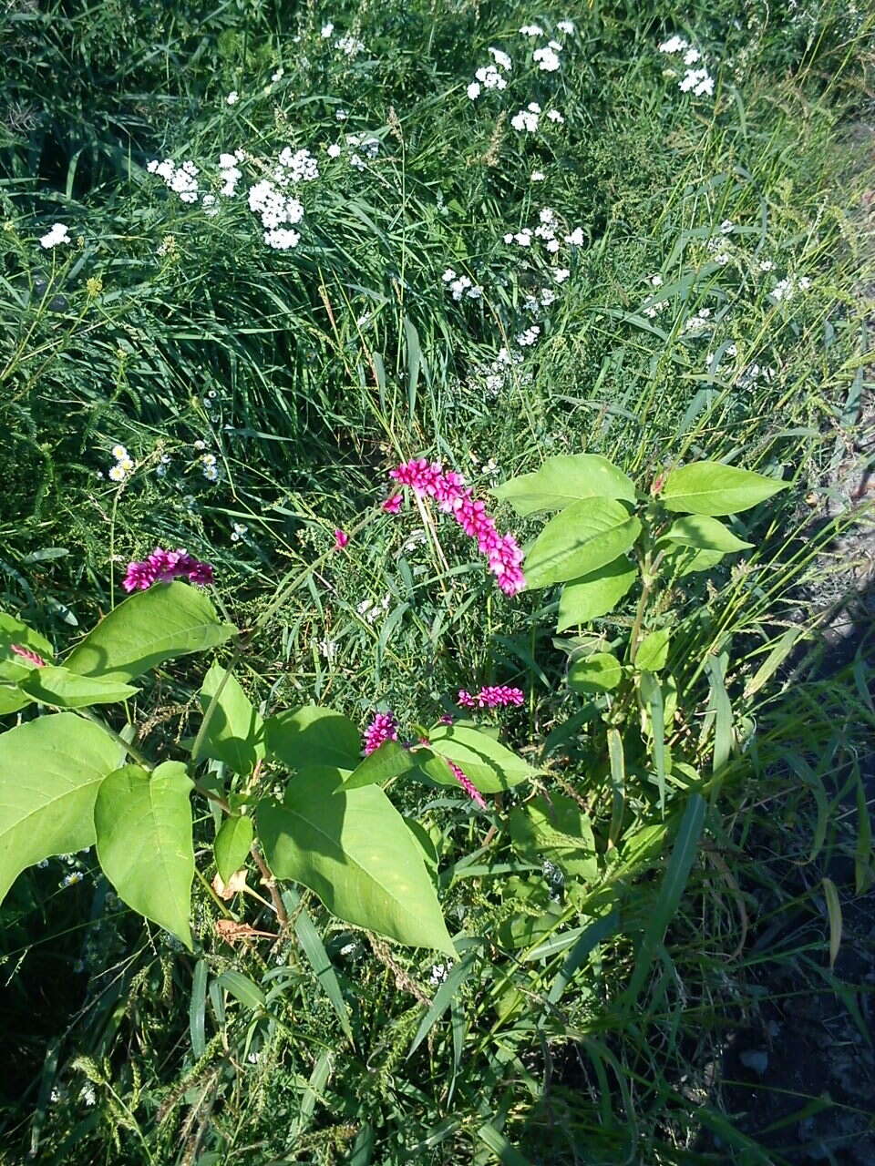 Persicaria orientalis (L.) Spach resmi