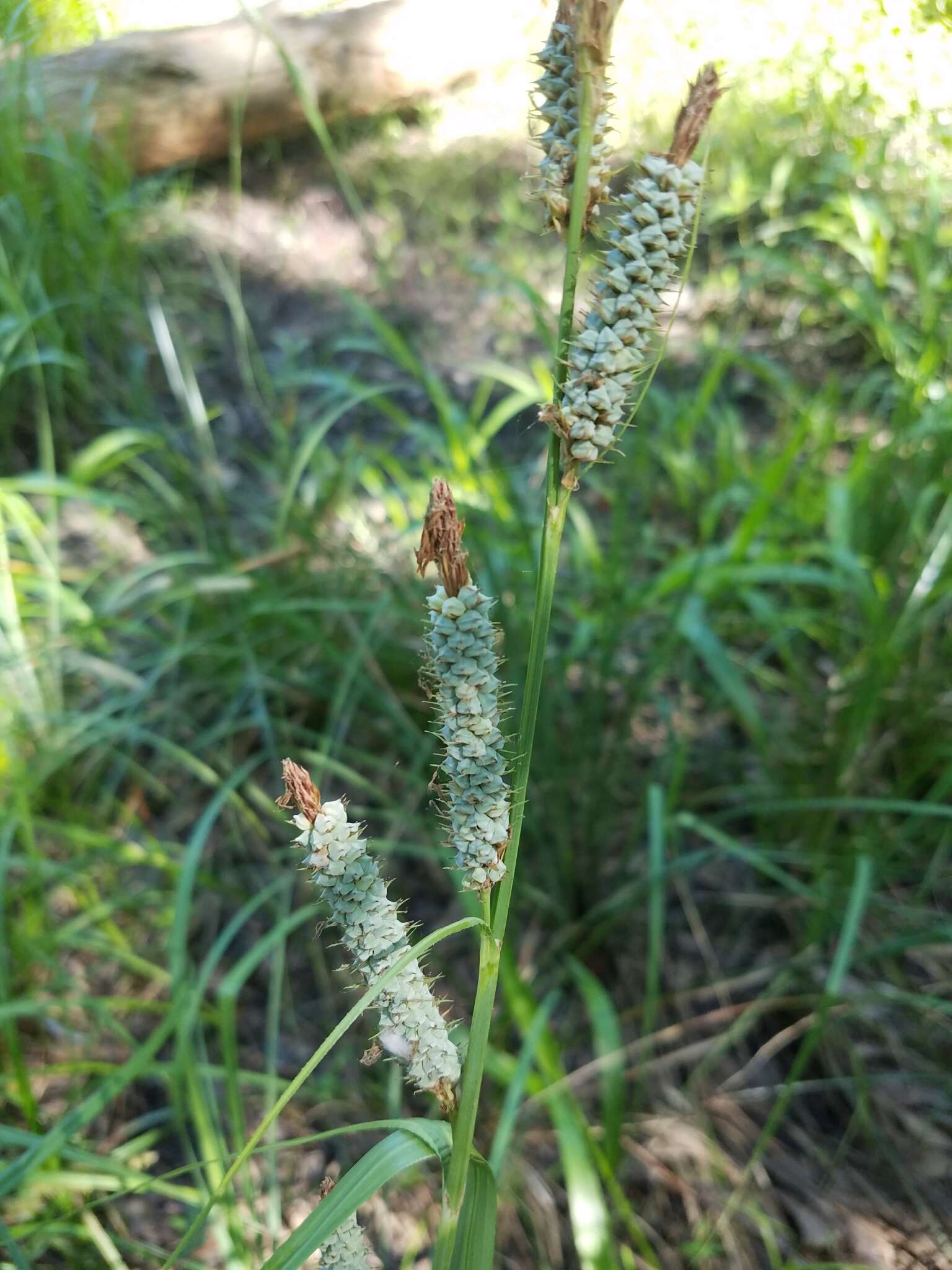 Image of Warty Sedge