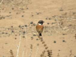 صورة Saxicola rubicola rubicola (Linnaeus 1766)