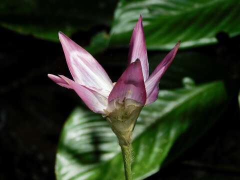 Image of Goeppertia loeseneri (J. F. Macbr.) Borchs. & S. Suárez