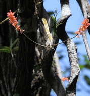 Plancia ëd Dendrobium faciferum J. J. Sm.