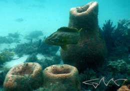 Epinephelus undulatostriatus (Peters 1866)的圖片