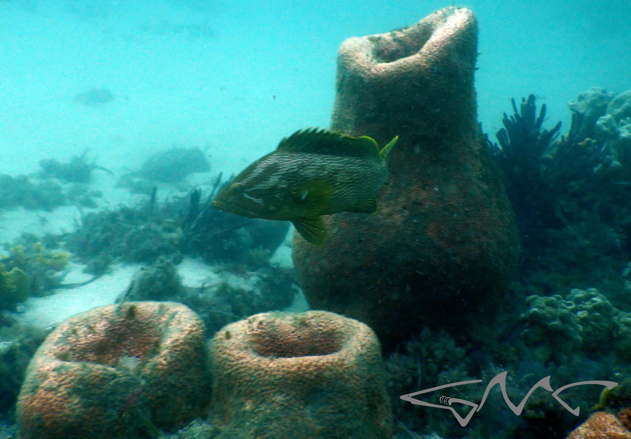 Epinephelus undulatostriatus (Peters 1866)的圖片