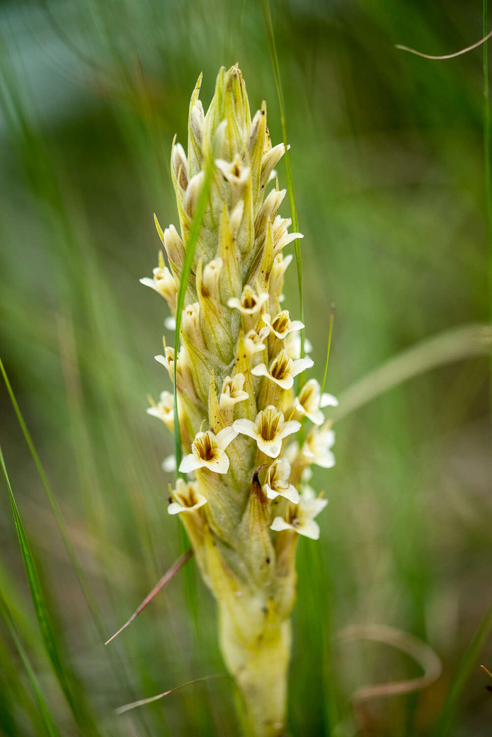 Image of Michoacán lady orchid
