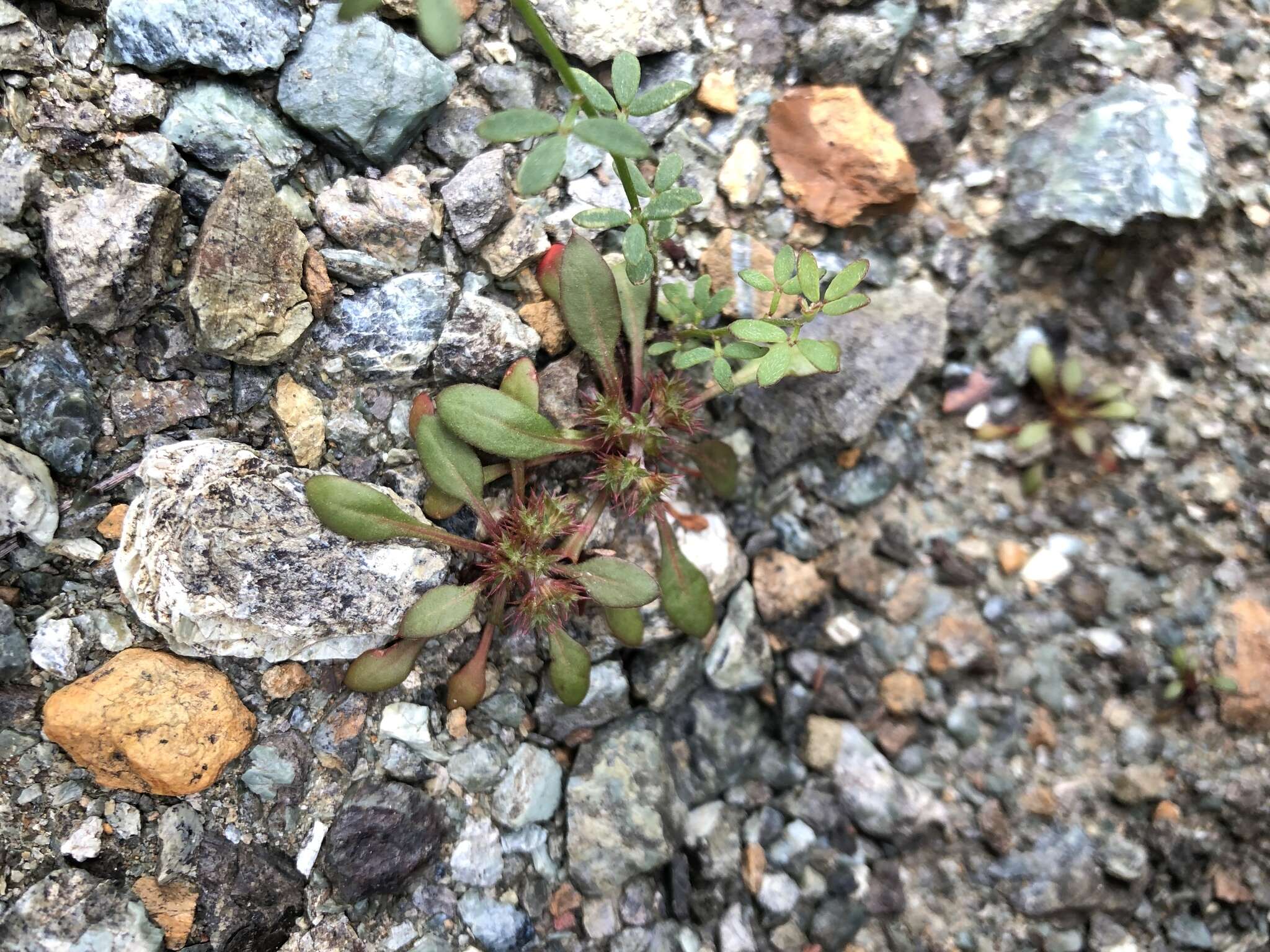 Image of Chorizanthe aphanantha