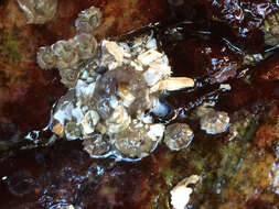 Image of silver-spotted sea anemone