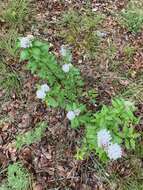 Image of Texas milkweed