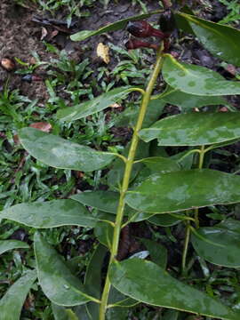 Image of Psittacanthus cucullaris (Lam.) G. Don