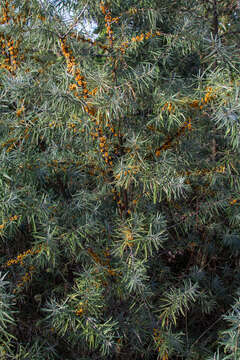 Image of Sea-buckthorn