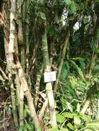 Image of American long-leaved bamboo