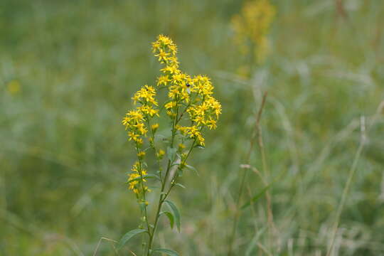 Image of Solidago virgaurea subsp. asiatica (Nakai ex Hara) Kitam. ex Hara