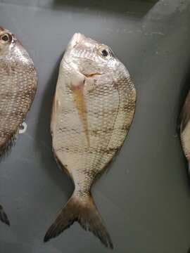 Image of Pacific porgy