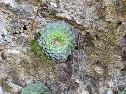 Image of Graptopetalum filiferum (S. Wats.) Whitehead