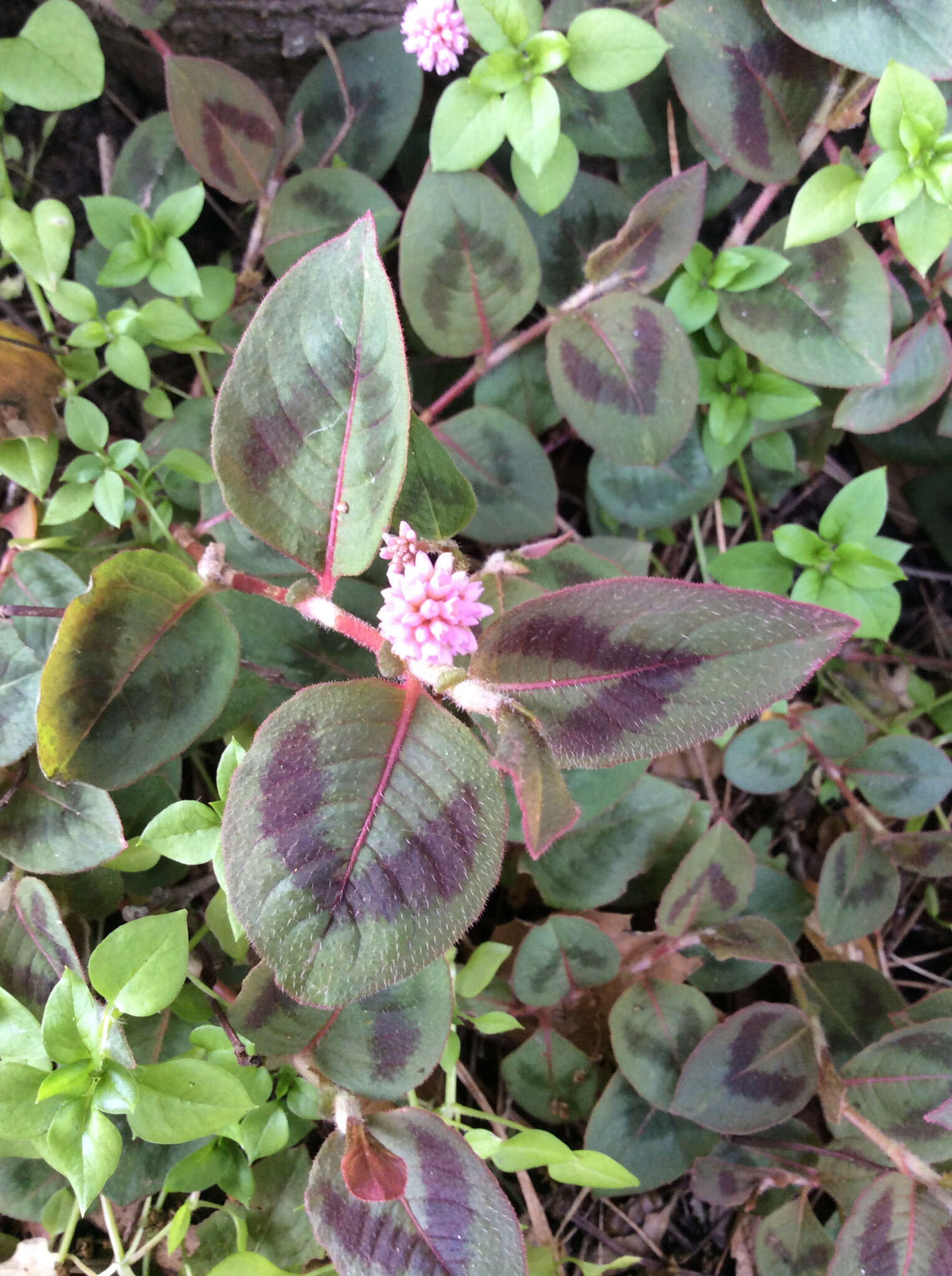 Imagem de Persicaria capitata (Buch.-Ham. ex D. Don) H. Gross