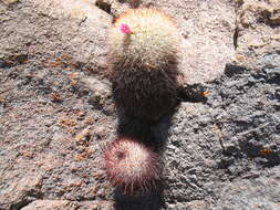 Mammillaria jaliscana subsp. jaliscana的圖片