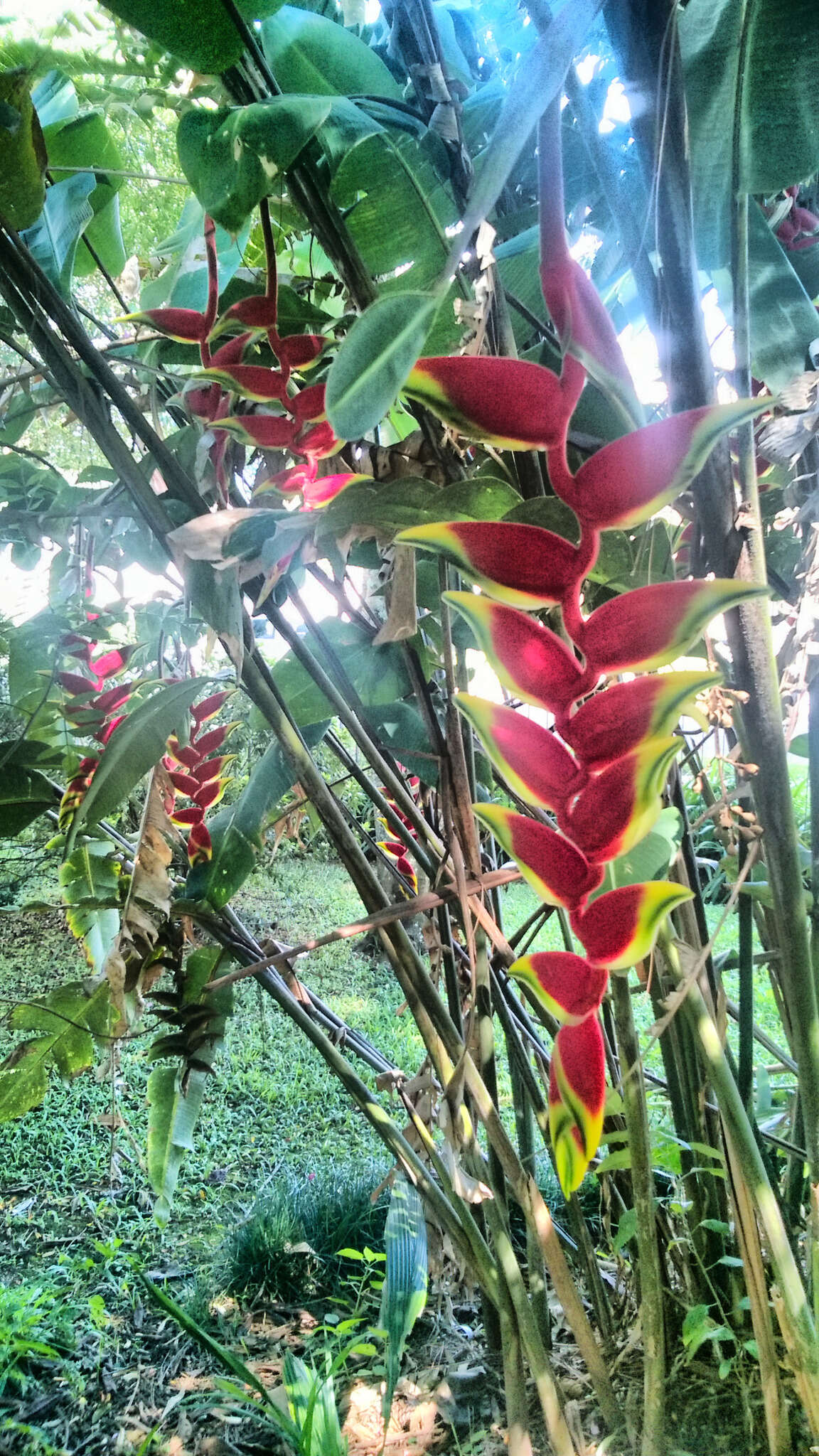 Image of false bird of paradise