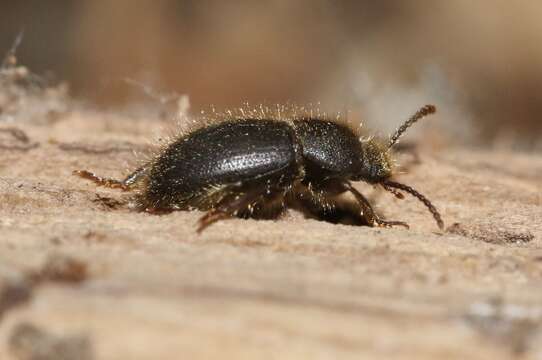 Image de Eleodes subgen. Amphidora Eschscholtz 1829