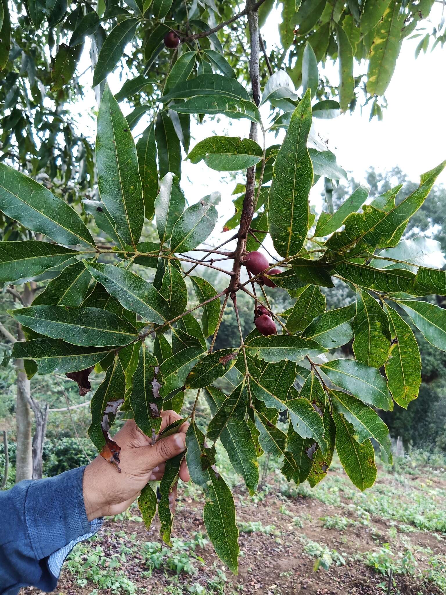 Tapirira mexicana March. resmi