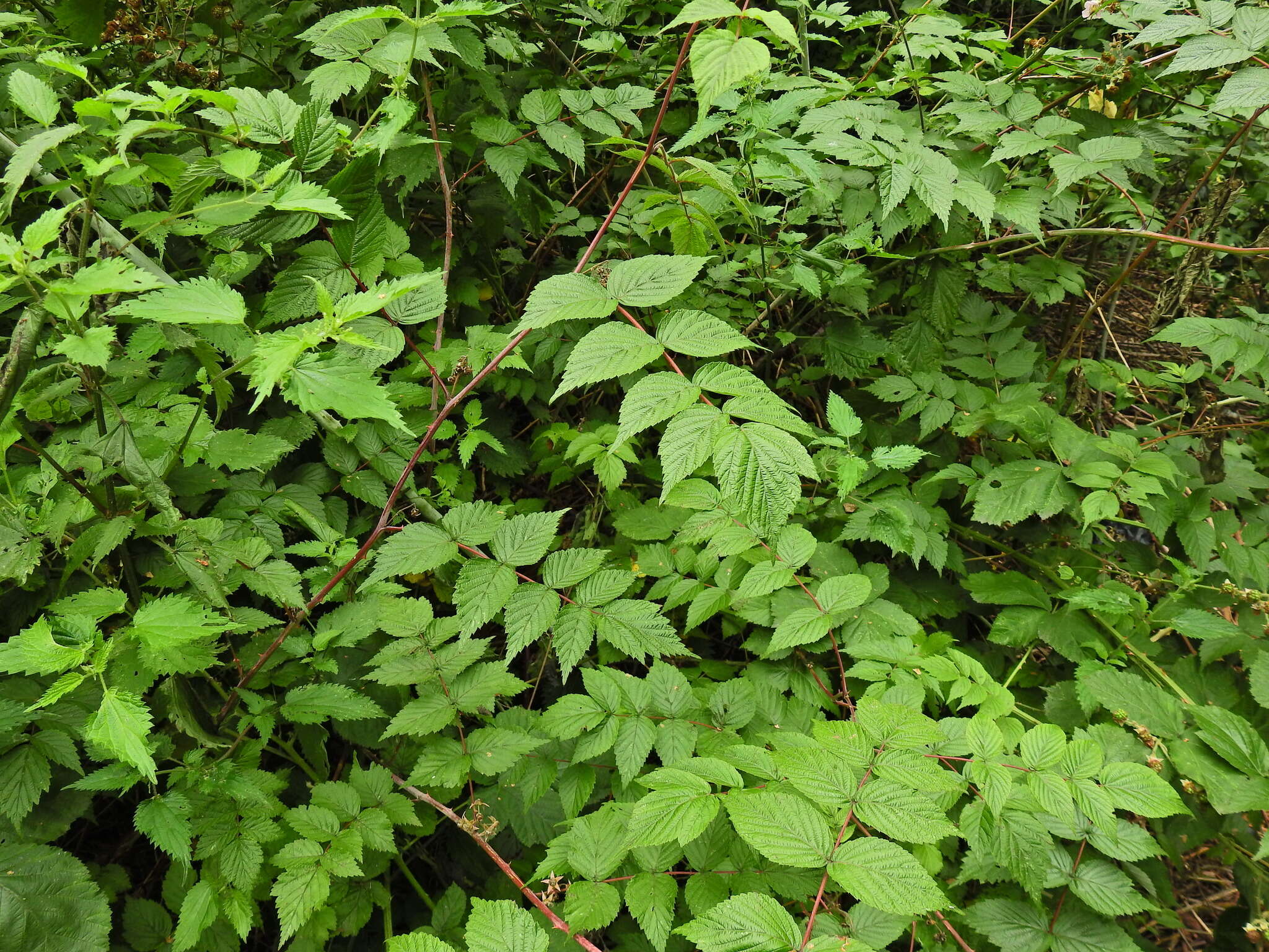 Image de Rubus cockburnianus Hemsl.