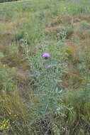 Cirsium serrulatum (M. Bieb.) Fischer的圖片