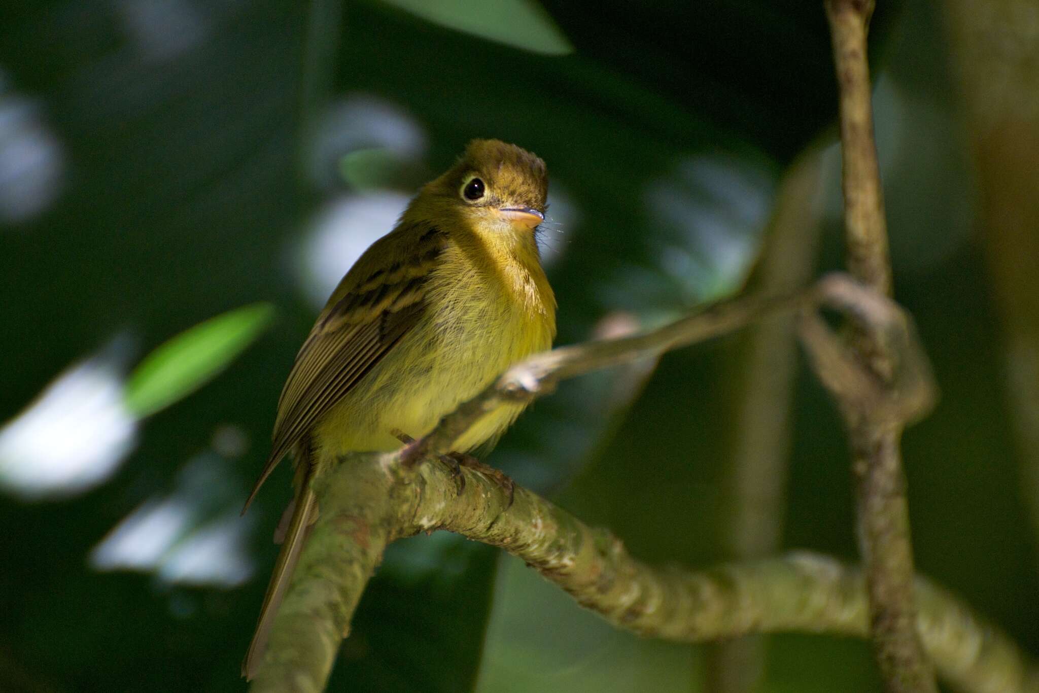 Image of Yellowish Flycatcher