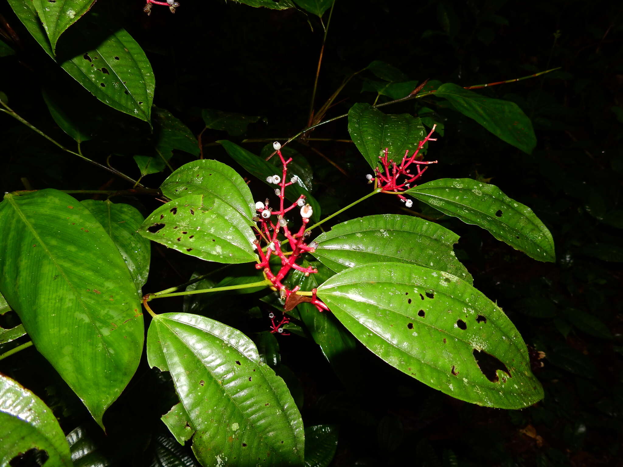 Image of Miconia lateriflora Cogn.