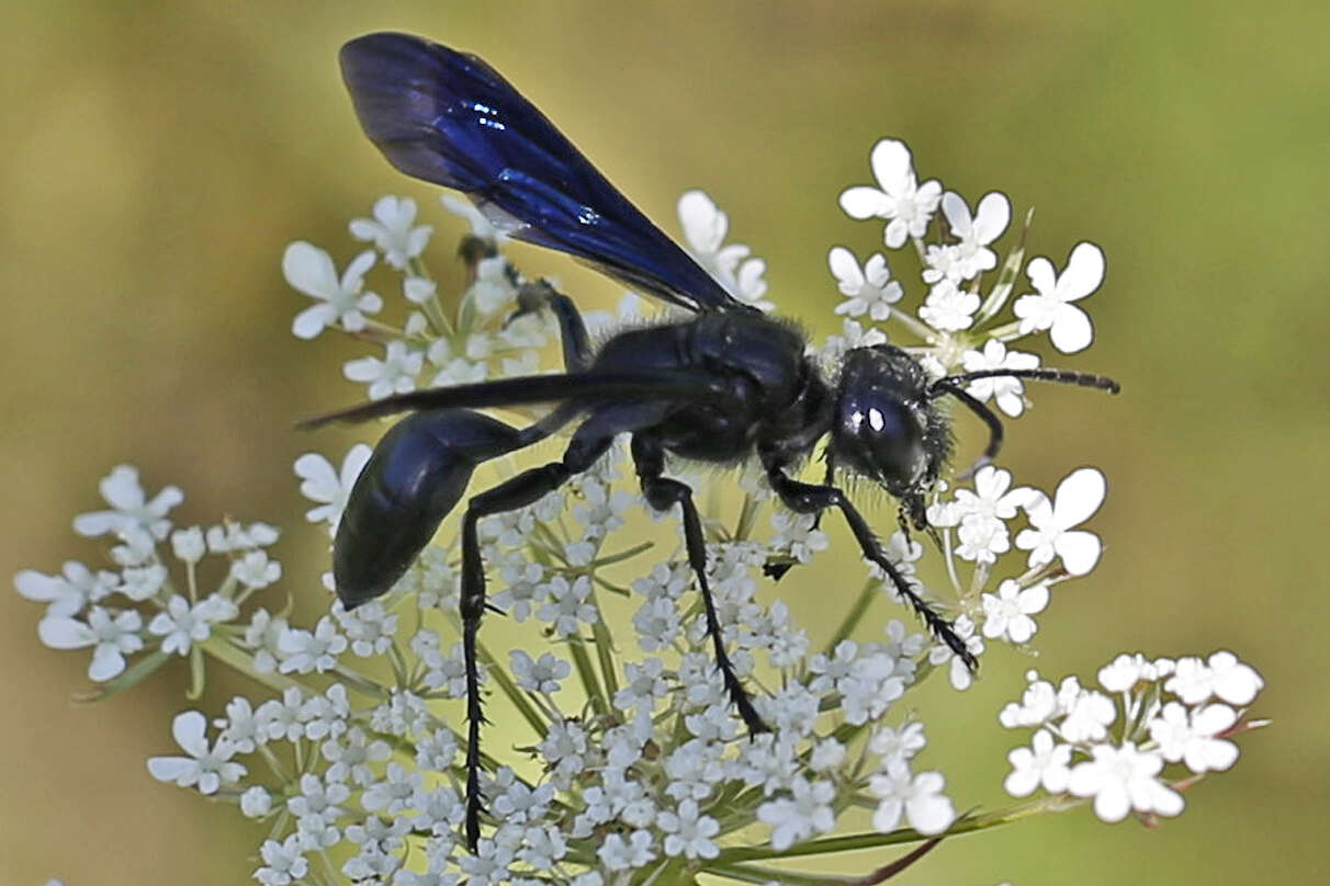 Isodontia philadelphica (Lepeletier de Saint Fargeau 1845)的圖片